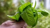 Plante aromatice ușor de crescut acasă: busuioc, mentă, rozmarin și cum le folosești corect în bucătărie
