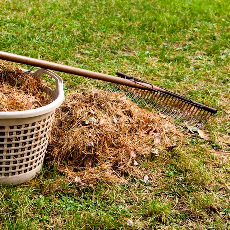 Cum trebuie să ai grijă de grădina ta în octombrie. Ce trebuie să plantezi și când tunzi ultima dată gazonul