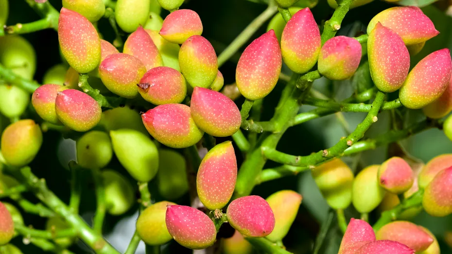4 fructe sănătoase, dar cu MULTE calorii. Ai voie doar 30 de grame pe zi!