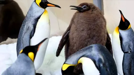 Cum a devenit Pesto, un pui de pinguin imperial, star pe reţelele de socializare. VIDEO