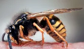 Un medic neurolog explică cum ajută terapiile cu albine şi Ayurveda în scleroza multiplă