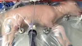 Primul uter artificial din lume, testat cu succes la animale