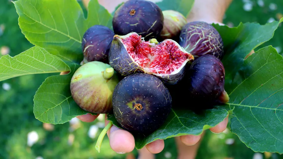 Smochinele, fructe sacre. Beneficii care te vor convinge să le mănânci în fiecare zi