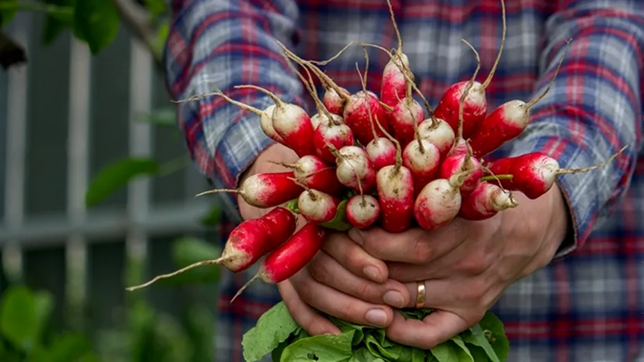 Trucul secret al grădinarilor: Cum se plantează corect ridichile pentru a avea o recoltă bogată