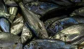 Peștele din Marea Neagră pe care nu mulți oameni îl mănâncă. Are oase puține și o carne mult mai gustoasă decât a somonului