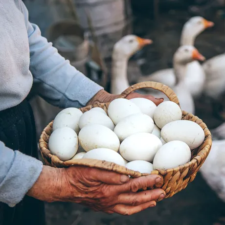 Cât timp se fierbe un ou de gâscă?