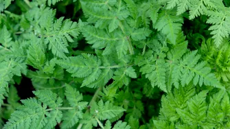 Ai mâncat vreodată hasmațuchi? Ce este și cum poate fi utilizat în bucătărie