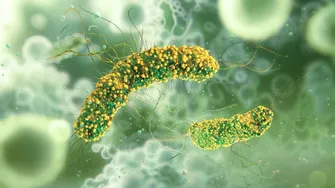O tânără din Cluj s-a întors din America Centrală cu o boală rară în lume, care i-a uimit chiar și pe medici. Ce este leishmanioza tropicală și cum se transmite?