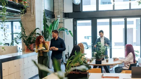 Plante de birou care aduc liniște și noroc pe plan profesional. Îți îmbunătățesc dispoziția dacă lucrezi într-un mediu stresant