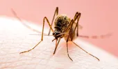 O simplă înțepătură de țânțar poate afecta creierul. Ce este encefalita japoneză și care sunt simptomele ce necesită internare de urgență