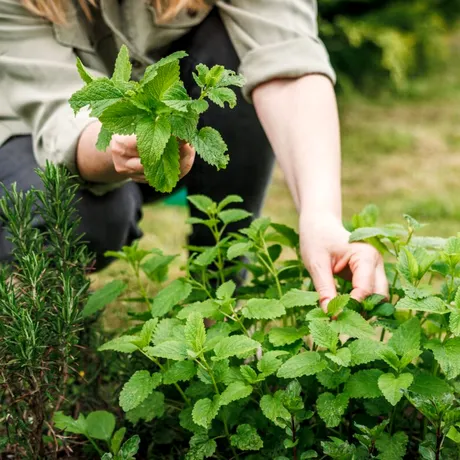 Sirop de mentă – cum îl faci acasă și la ce e bun