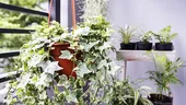 Rezistentă la frig și ușor de îngrijit! Planta care protejează casa și atrage energia pozitivă