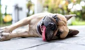 Nu toate rasele de câini trebuie tunse vara. De ce blana îi protejează de căldură