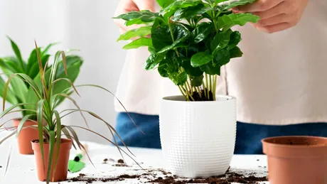 Ingredientul folosit la prăjituri care poate ajuta plantele să crească mai frumos. Se utilizează o singură dată pe lună