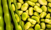 Rețete rapide cu fasole verde proaspătă pentru vară