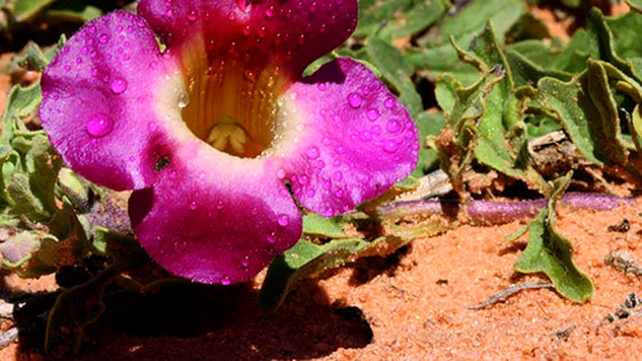 Gheara-diavolului (Harpagophytum procumbens)