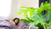 Plante de interior care eliberează oxigen și pe timpul nopții. Ar putea îmbunătăți somnul
