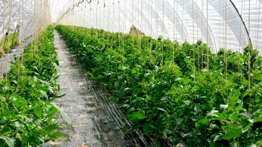 Cum scapi rapid de musculița neagră de pe roșii. Insecticidul natural care funcționează din prima