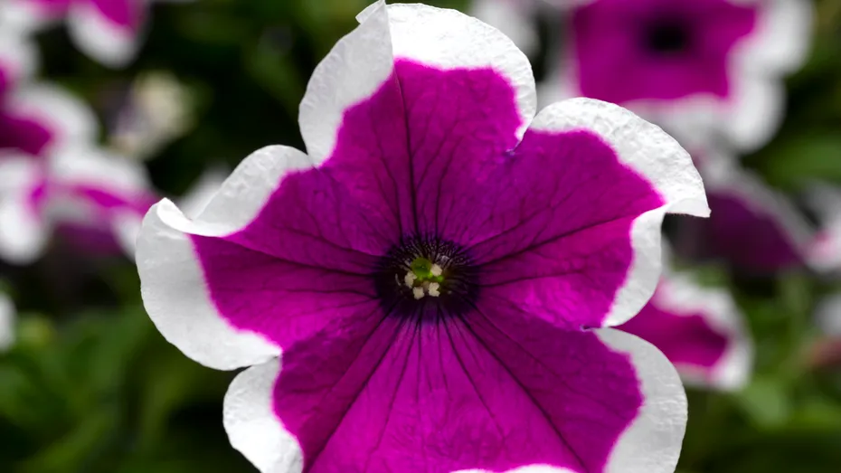 Petunia cea înmiresmată - tot ce trebuie să ştii despre petunii