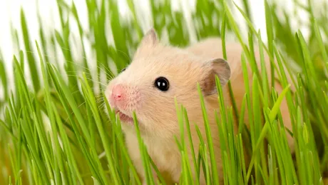 Plantele care țin șobolanii departe de grădina ta! Le găsești și la supermarket, la ghiveci