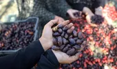 Fructul din China cultivat în Dăbuleni. Sprijină digestia și te scapă de anxietate