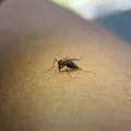 Alertă de la INSP: 58 de cazuri de West Nile în România. Bucureștiul, pe primul loc în clasamentul infectărilor
