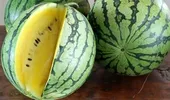 Este sănătos sau nu pepenele verde cu miez galben? De ce este galben, de fapt