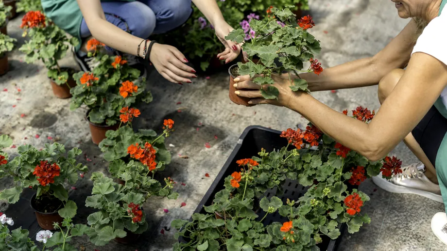 Cum se îngrijesc mușcatele iarna. Ce e bine să faci ca să te bucuri de niște flori superbe în primăvară