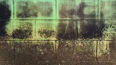 Cum elimini mucegaiul de pe pereți. Metode eficiente și sigure pentru a nu distruge vopseaua