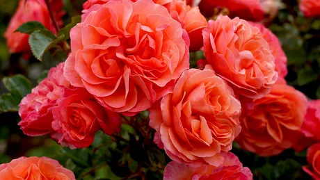 Cum să îngrijești trandafirii ofiliți și să le prelungești viața