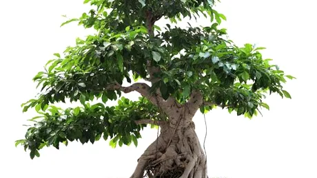 Arta de a creşte un bonsai