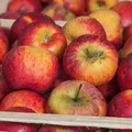 La ce trebuie să fii atent când cumperi mere din supermarket. Verifică acest lucru înainte să le pui în coș