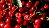 Cum să scapi de viermii din cireșe. Ce pățești dacă mănânci unul