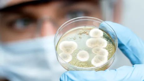 Bacteria care a eliminat complet tumorile după o singură doză
