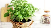 Plante pe care să le crești în bucătărie. Purifică aerul și te scapă de mirosul de mâncare
