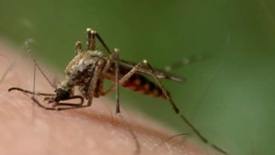 Ce pericole ascund înţepăturile de insecte şi cum să ne ferim de ele