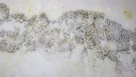 Mucegai pe pereți? Soluțiile simple care îl elimină definitiv