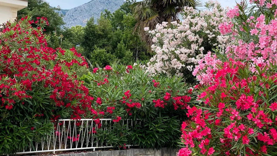 Cum să transformi leandrul din tufă în copac. Ghidul complet de îngrijire al plantei