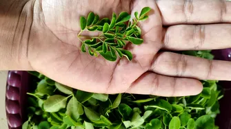 Planta despre care se spune că are mai mult calciu decât laptele. I se spune „antibioticul naturii”