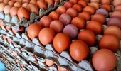 Ouăle bio nu sunt întotdeauna cea mai „verde” alegere. Studiul care schimbă tot ce credeam despre impactul lor asupra mediului