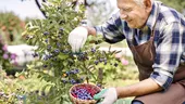 Fructul care încetinește atrofierea creierului. E considerat cel mai puternic antioxidant de pe Pământ