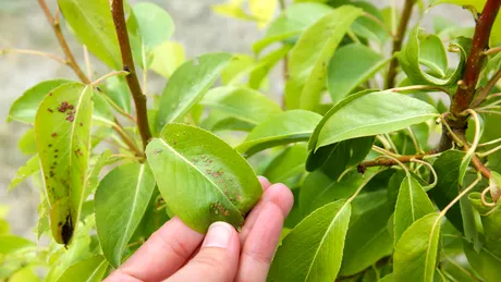 Ingredientul din bucătărie care-ți salvează plantele uscate din ghiveci