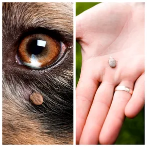 Babesioza la animale și la oameni – primele semne și cum te poți proteja