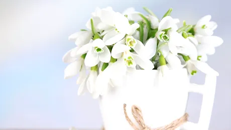 Semnificaţia florilor de primăvară - ce simbolizează ghioceii, lalelele sau zambilele?