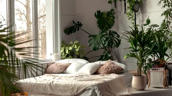 Plantele care elimină mirosurile neplăcute din locuință fără odorizante chimice. Ce să alegi pentru fiecare cameră