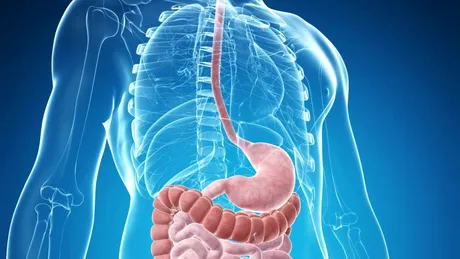 Sistemul digestiv: cum funcţionează şi care sunt bolile frecvente