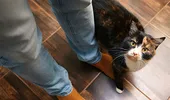 Motivul real pentru care pisica te urmărește peste tot în casă. Ce mesaj vrea să-ți transmită, de fapt