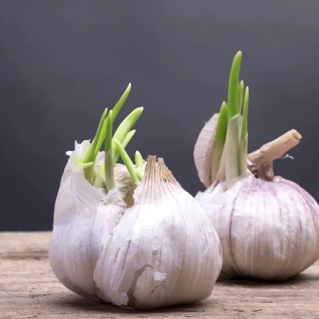 Poți mânca usturoiul încolțit? Răspunsul specialiștilor te-ar putea surprinde