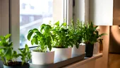Plantele care cresc fără sol: cum funcționează și de ce devin tot mai populare în designul interior