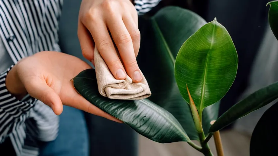 Ingredientul cu care să cureți de praf plantele din casă dacă vrei să reziste mai mult timp. Se folosește pentru dureri în gât și pielea aspră și crăpată